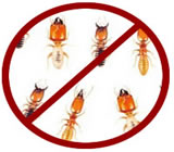 descupinizacao-em-rio-claro