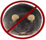 desratizacao-em-rio-claro